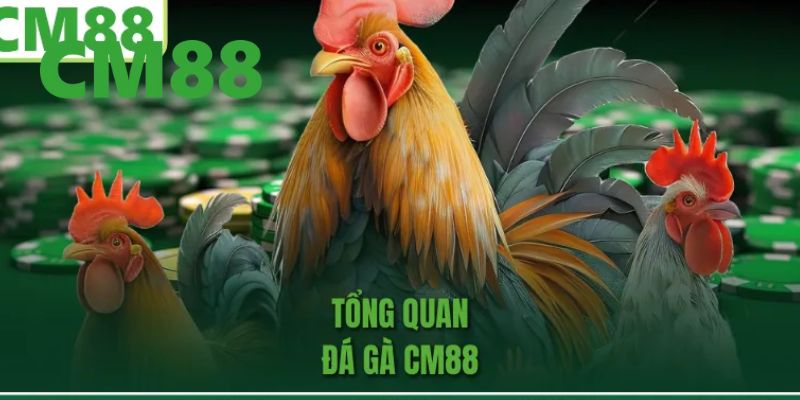 Giới thiệu qua về sảnh chơi đá gà CM88