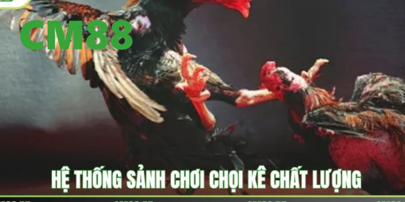 Những điểm nổi trội chỉ có tại đá gà CM88