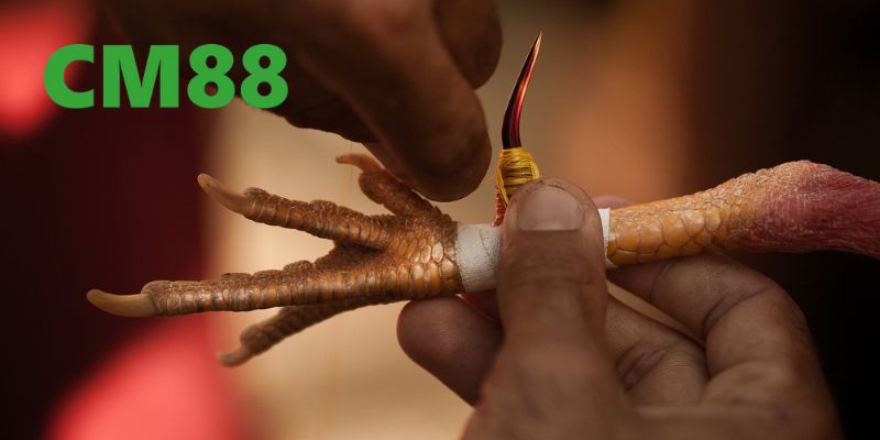 Đá Gà Cựa Sắt Tại CM88 - Trải Nghiệm Đỉnh Cao Và An Toàn 4 Hướng dẫn anh em mới cách tham gia chơi đá gà trên CM88